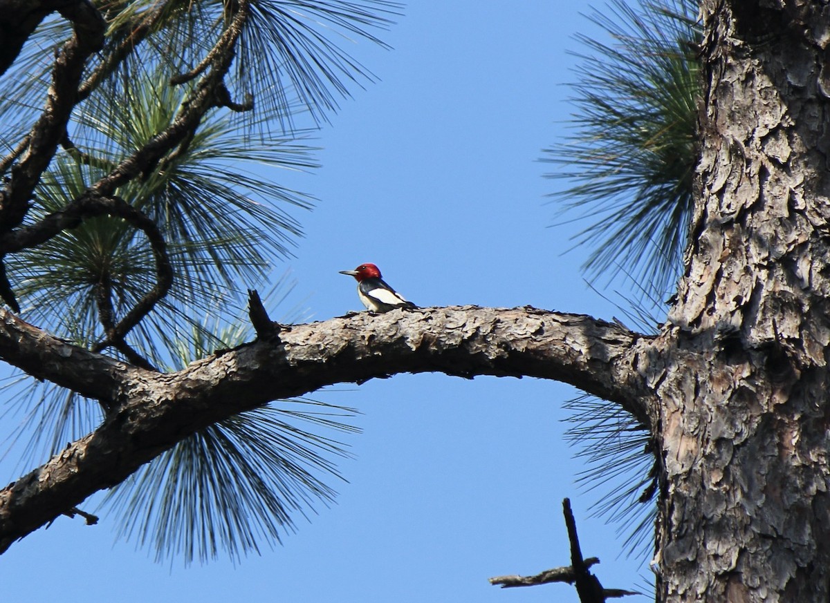 Red-headed Woodpecker - ML587423551