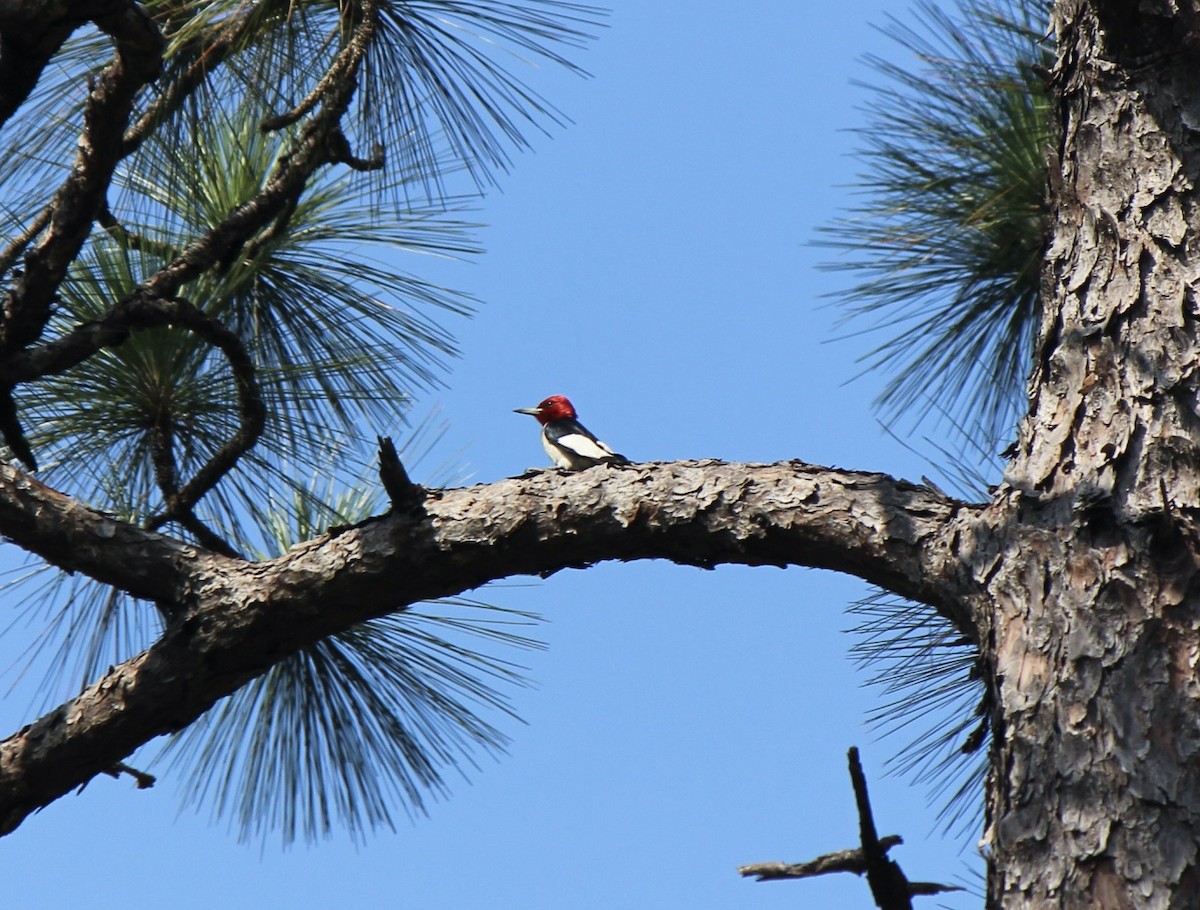 Red-headed Woodpecker - ML587423561