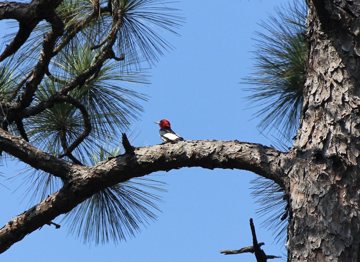 Red-headed Woodpecker - ML587423571