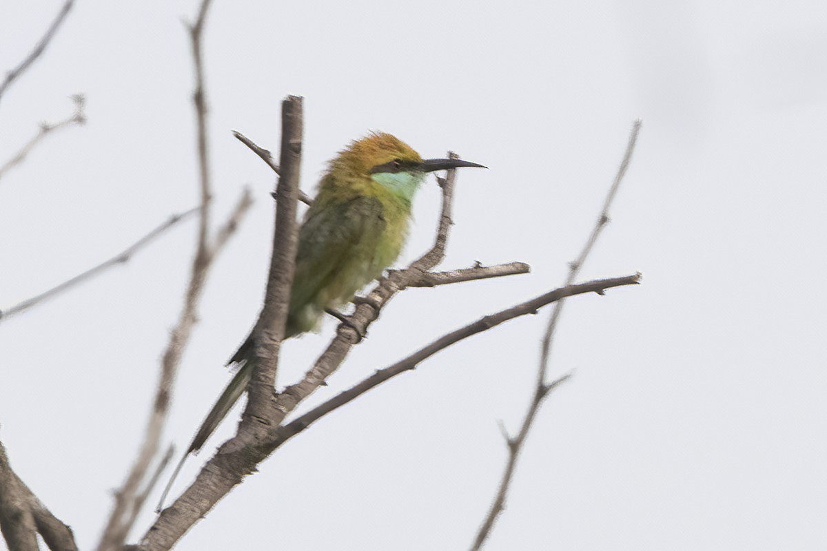 Asian Green Bee-eater - ML587424291