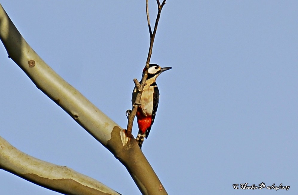 Great Spotted Woodpecker (Great Spotted) - ML58743041