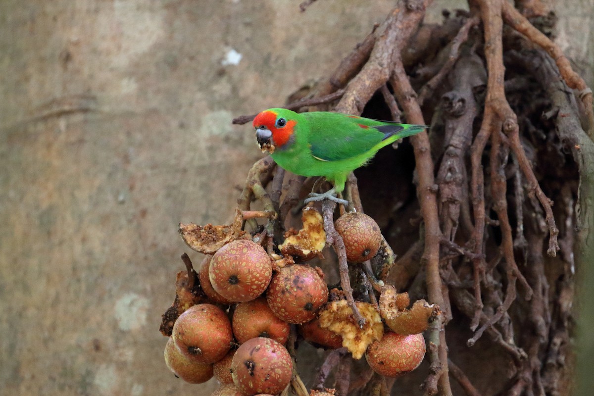 Double-eyed Fig-Parrot - ML587430831