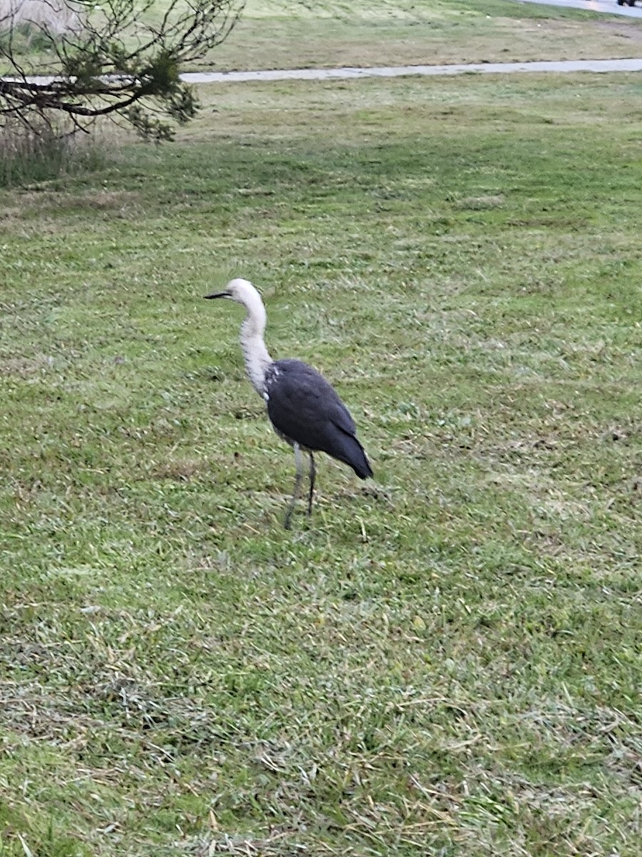 eBird Checklist - 23 Jun 2023 - 21 Clark Close, Spence, Australian