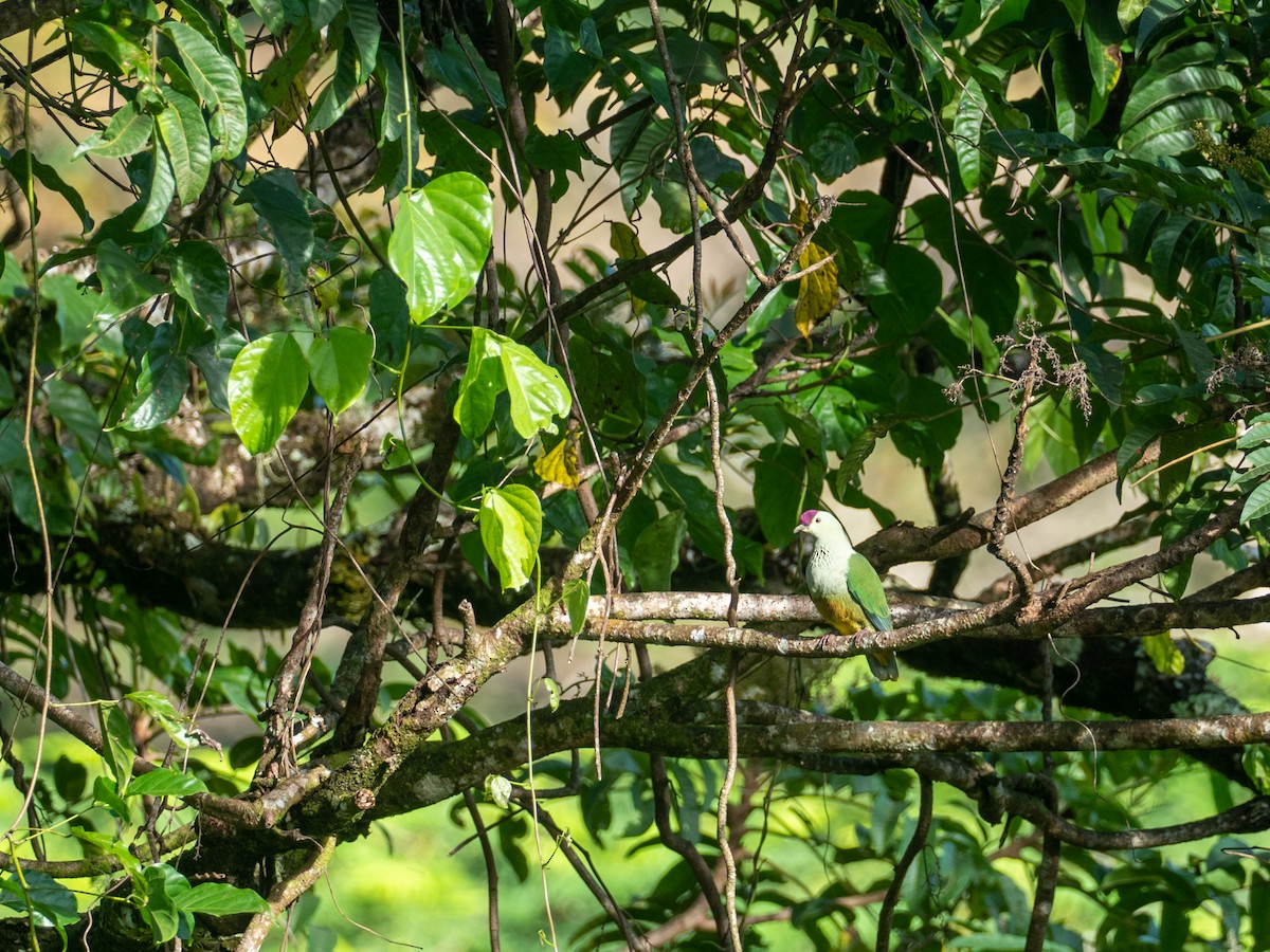 holub tonžský (ssp. fasciatus) - ML587431951