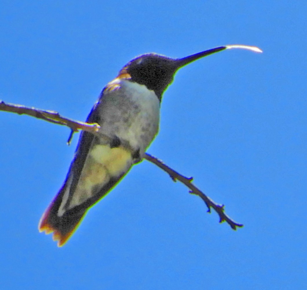 Black-chinned Hummingbird - ML58743211