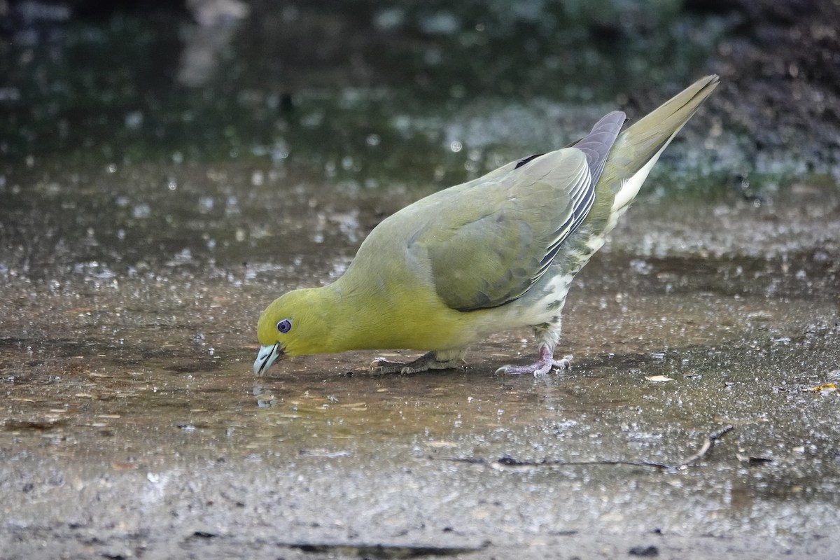 White-bellied Green-Pigeon - ML587437801