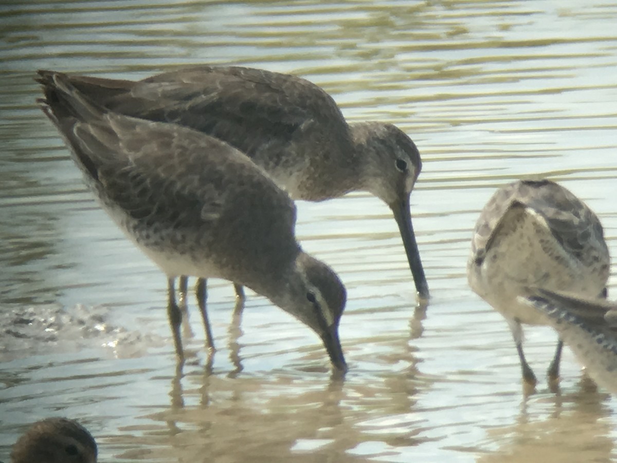 Long-billed Dowitcher - ML58744471