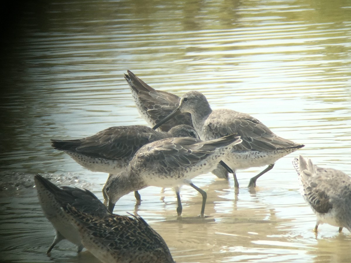 Long-billed Dowitcher - ML58744501
