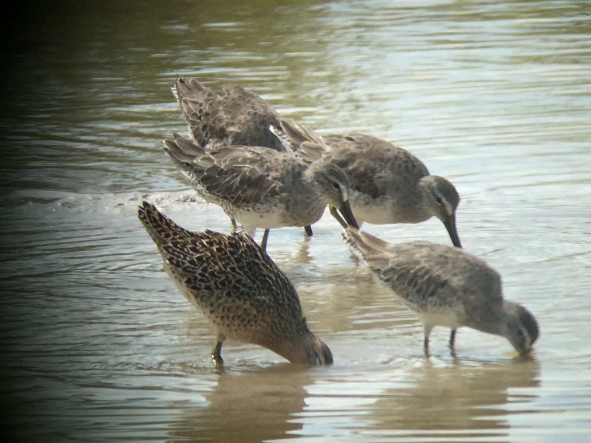 Long-billed Dowitcher - ML58744511