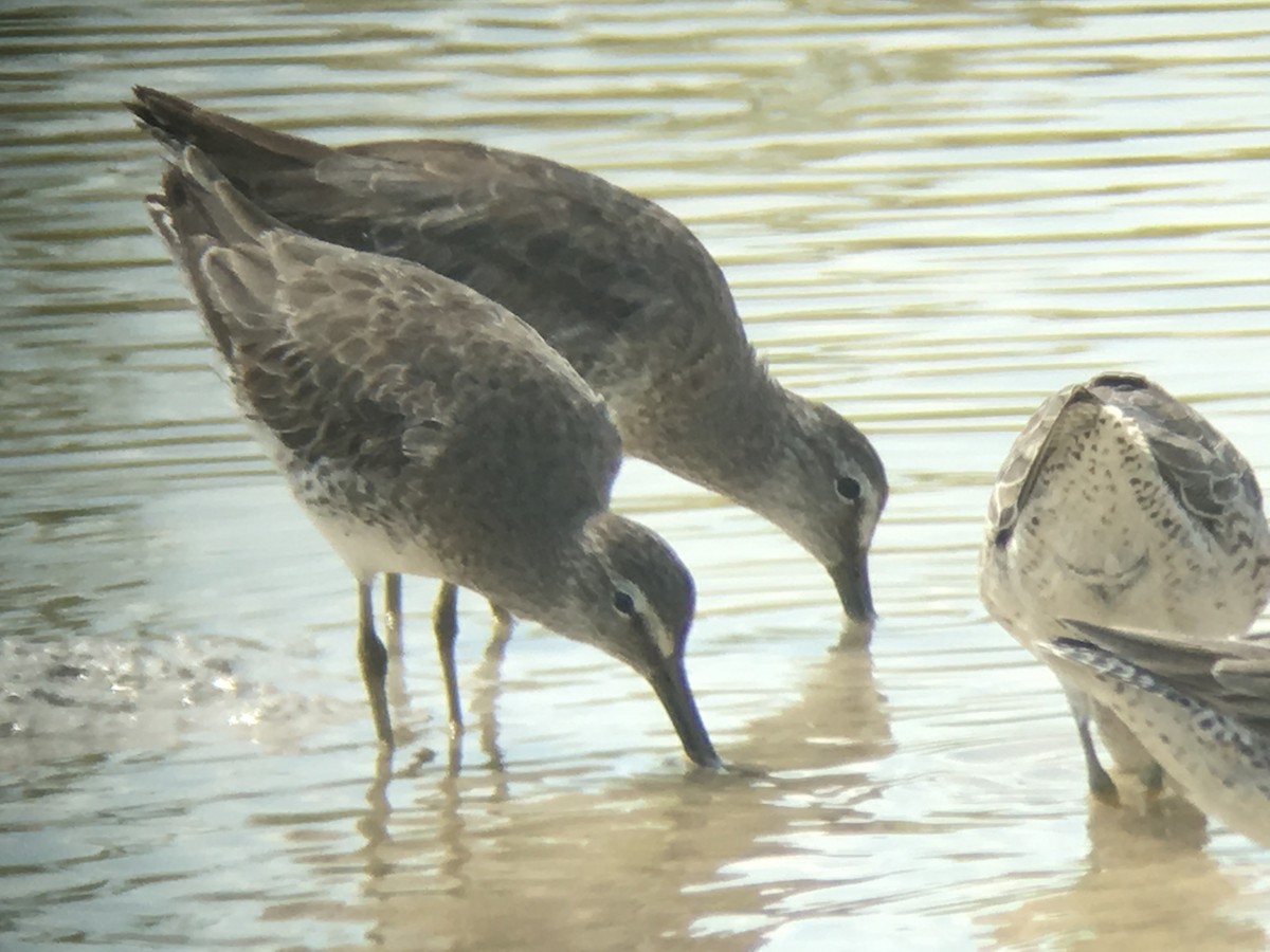 Long-billed Dowitcher - ML58744531