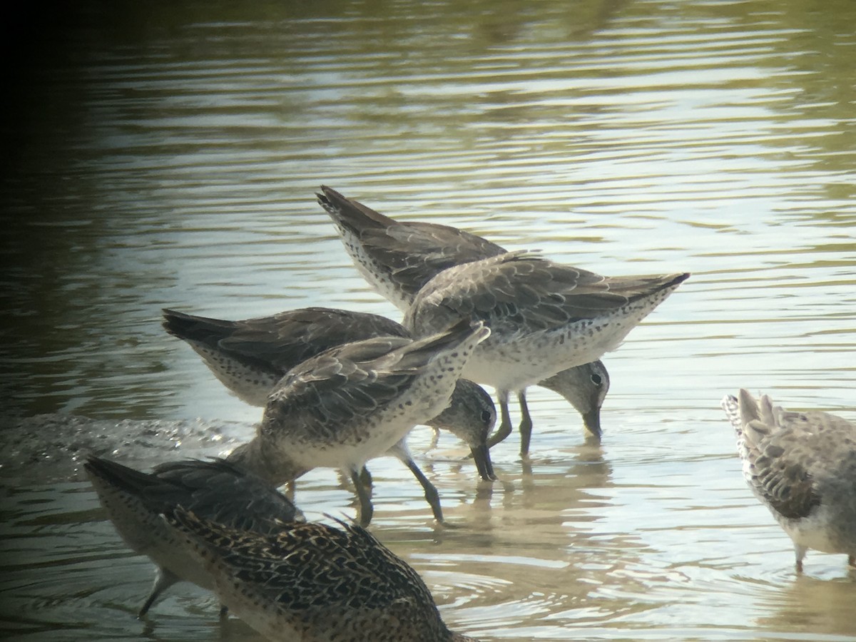 Long-billed Dowitcher - ML58744551