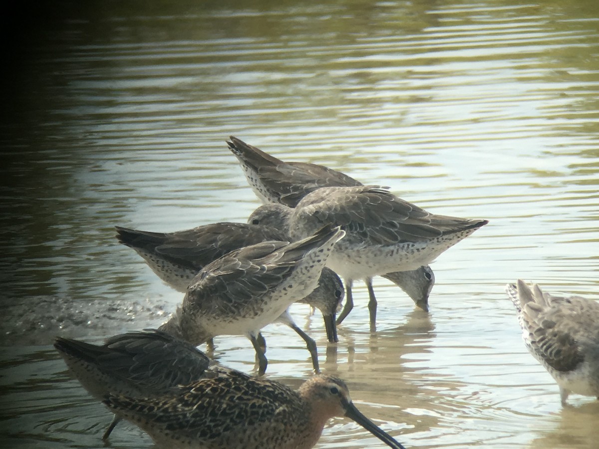 Long-billed Dowitcher - ML58744671