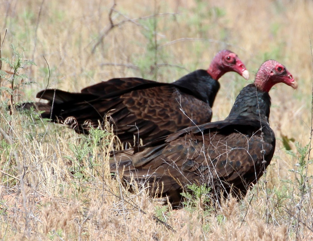 Turkey Vulture - sam hough