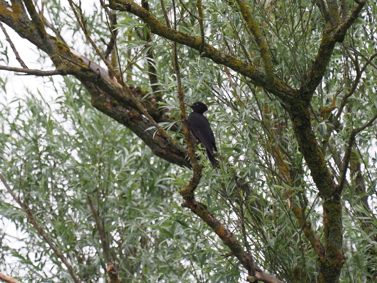 Black Woodpecker - ML587452011