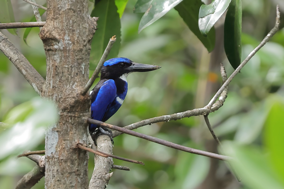 Blue-black Kingfisher - Jeran Lin