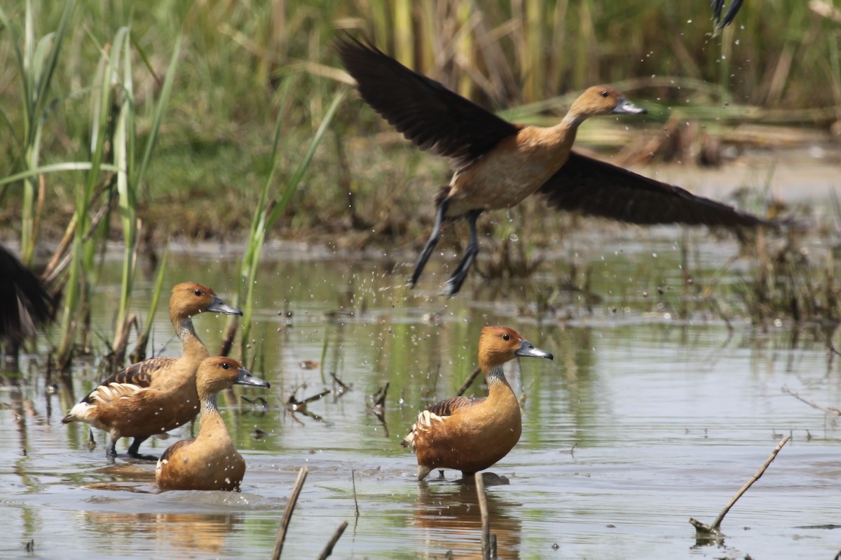 Fulvous Whistling-Duck - Andy Jordan