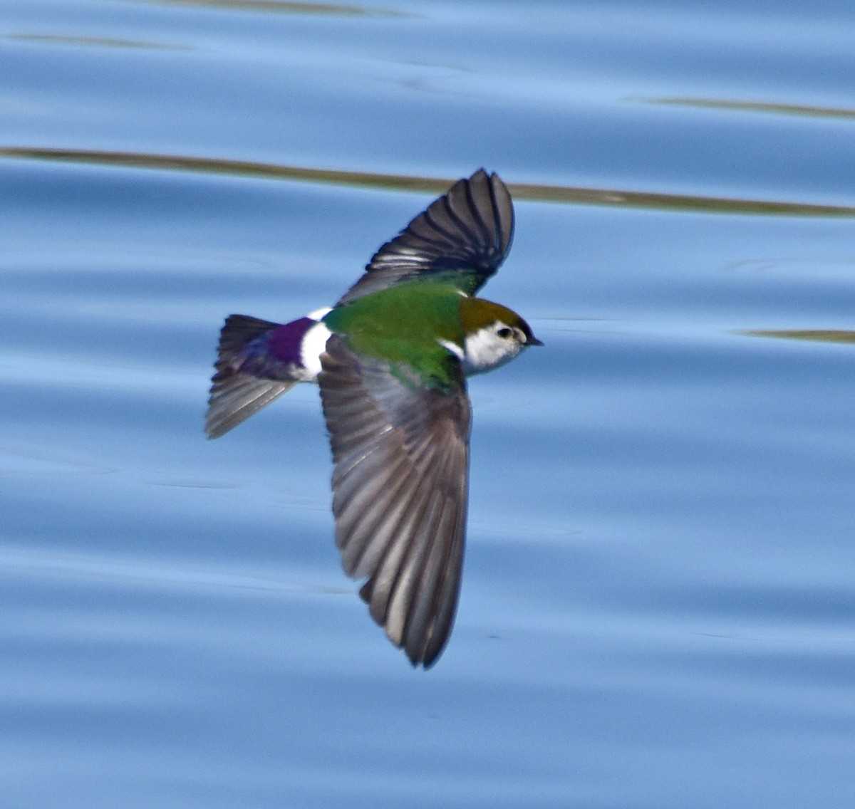 Violet-green Swallow - Steven Mlodinow