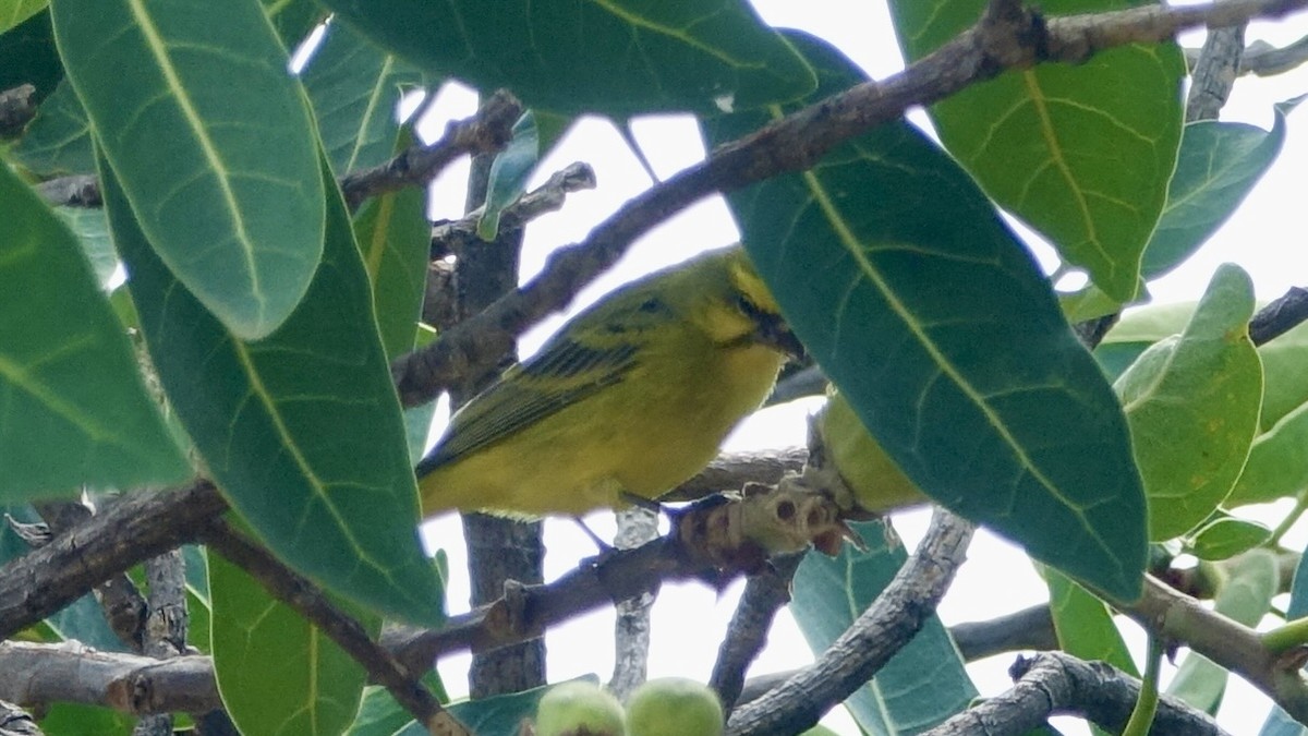 Yellow-fronted Canary - ML587458251