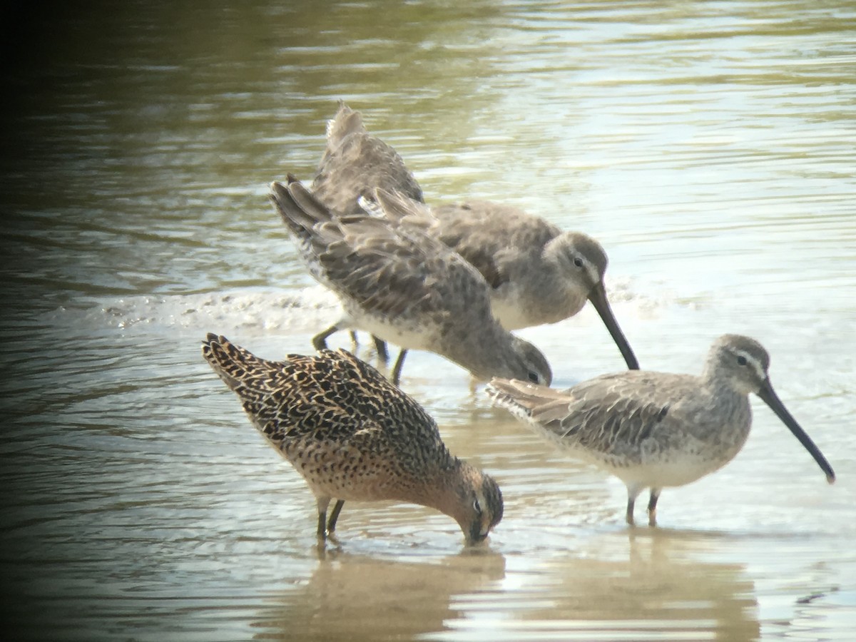 Long-billed Dowitcher - ML58746091