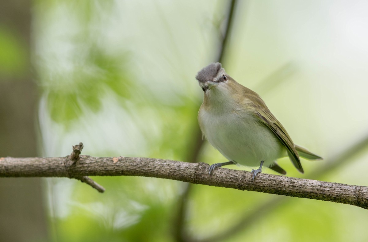 Red-eyed Vireo - Jeff Timmons