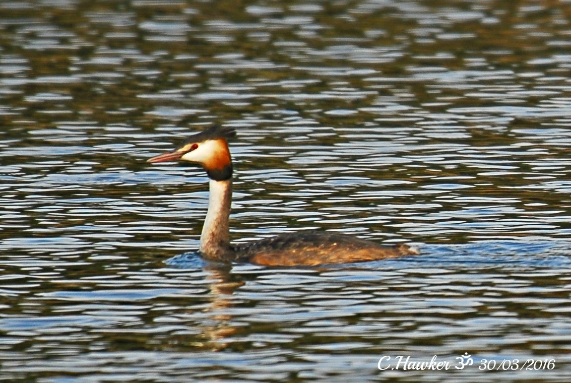 Great Crested Grebe - ML58746371