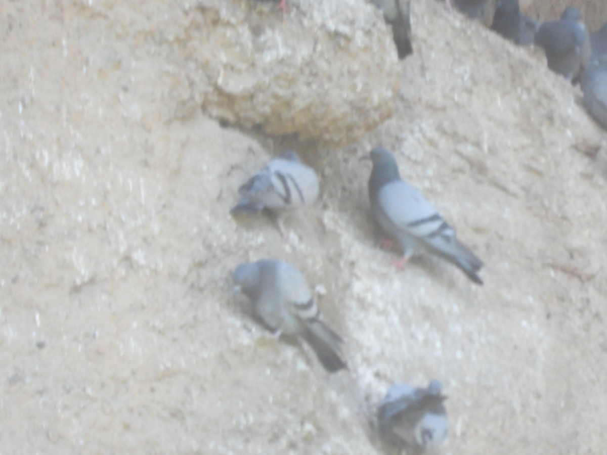 Rock Pigeon (Wild type) - Yuhao Sun