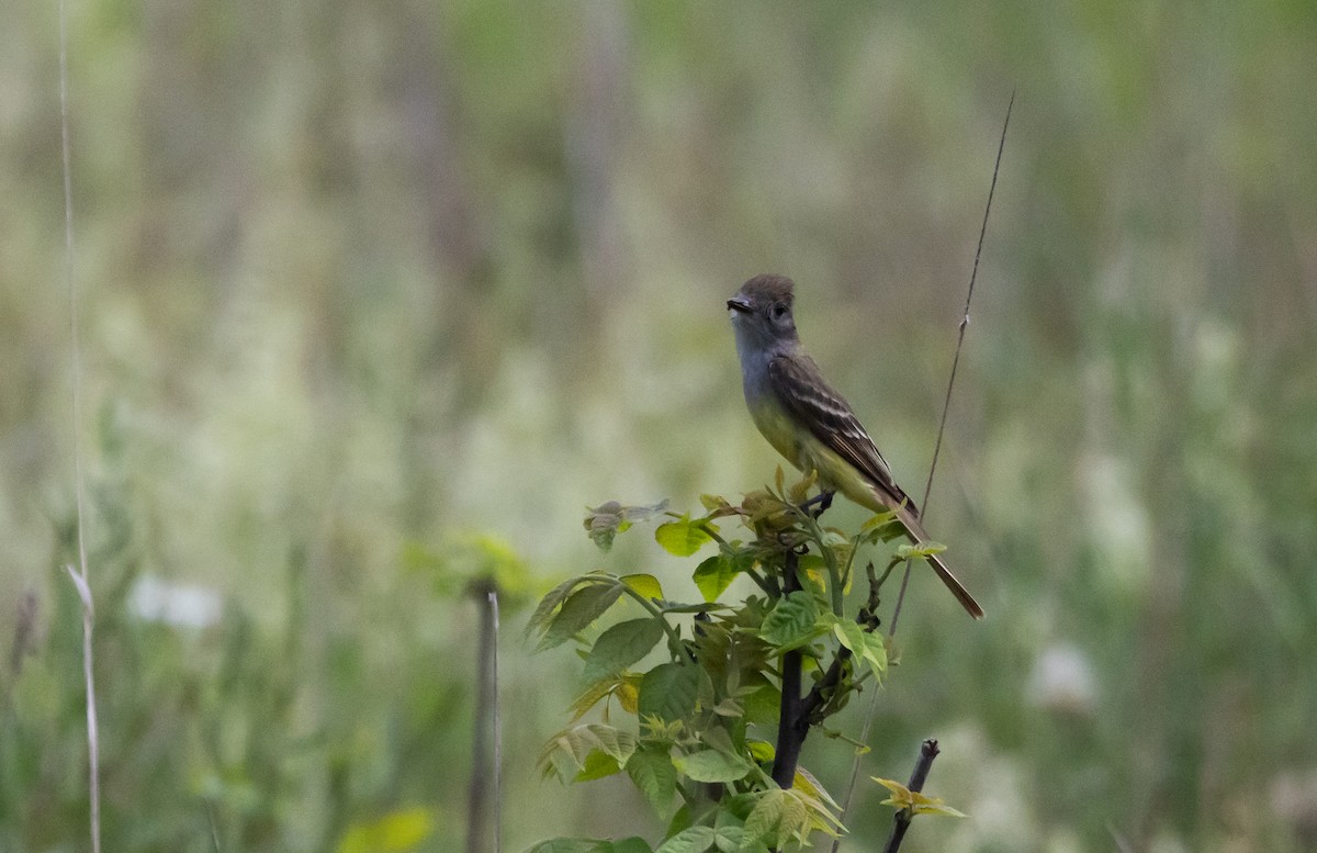 Great Crested Flycatcher - ML587471181