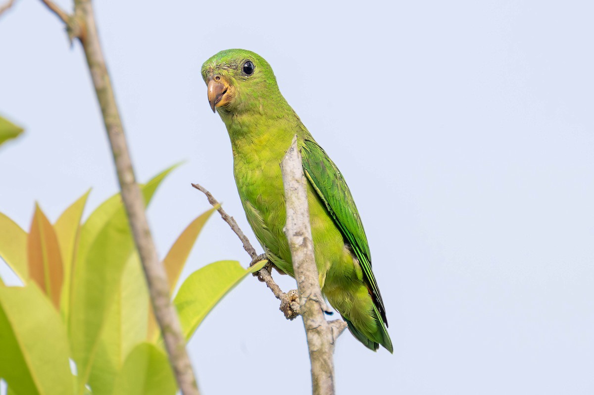 Blue-crowned Hanging-Parrot - ML587471621