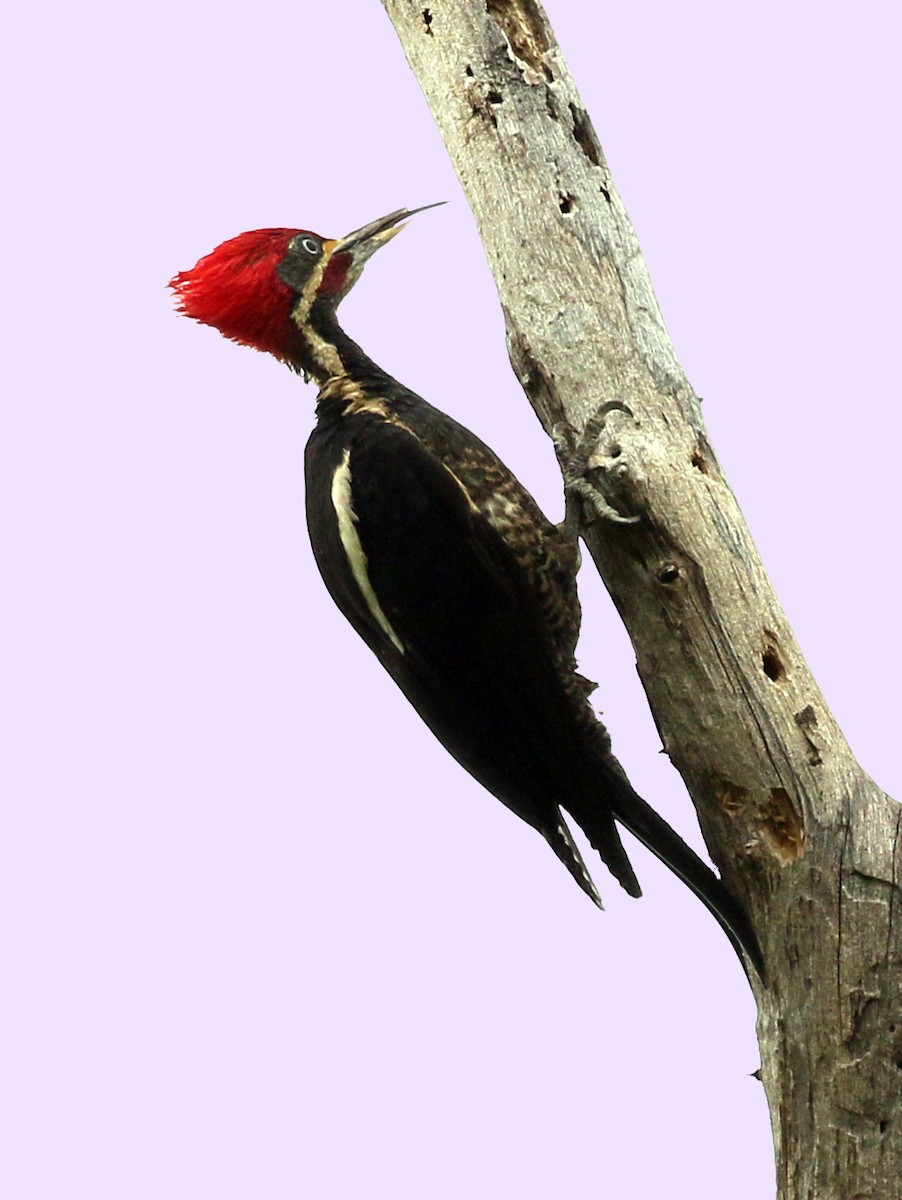 Lineated Woodpecker - Charlotte Byers