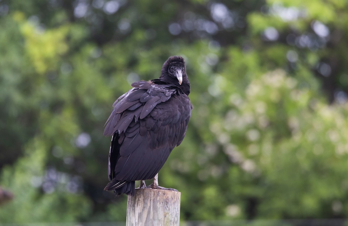 Black Vulture - ML587471911