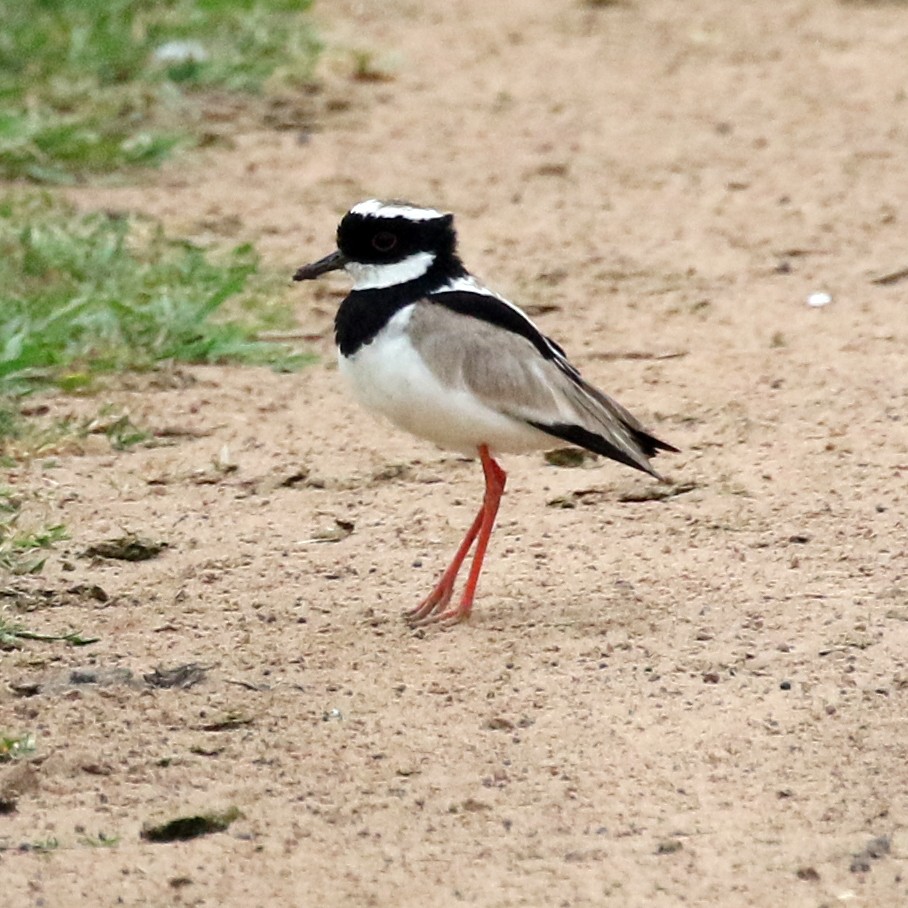 Pied Plover - Charlotte Byers