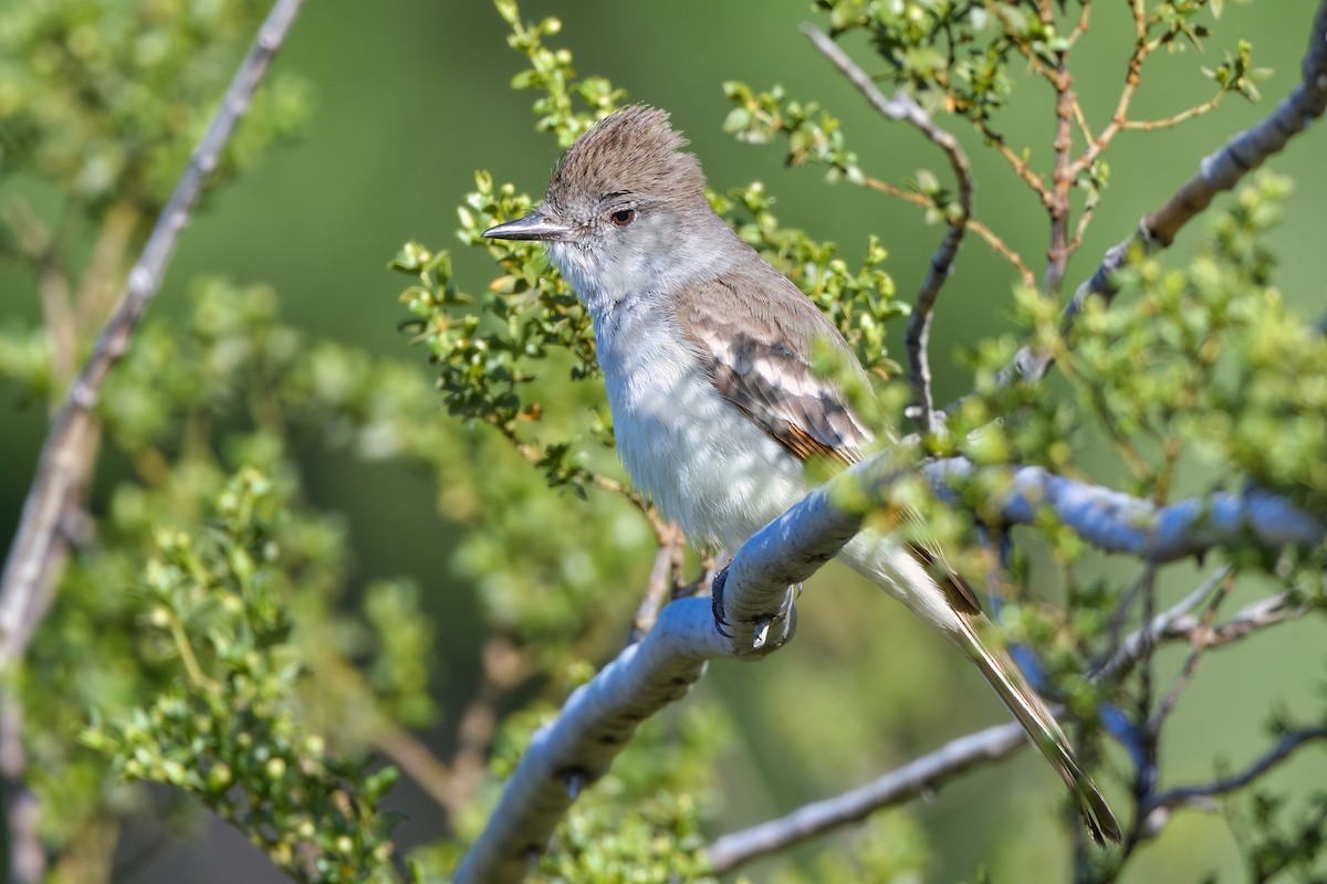 Ash-throated Flycatcher - ML587475051