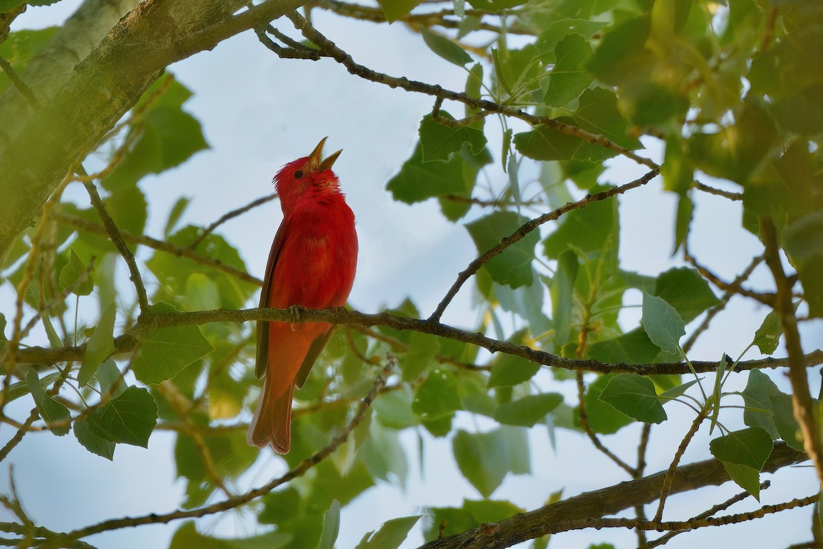 Summer Tanager - ML587475111