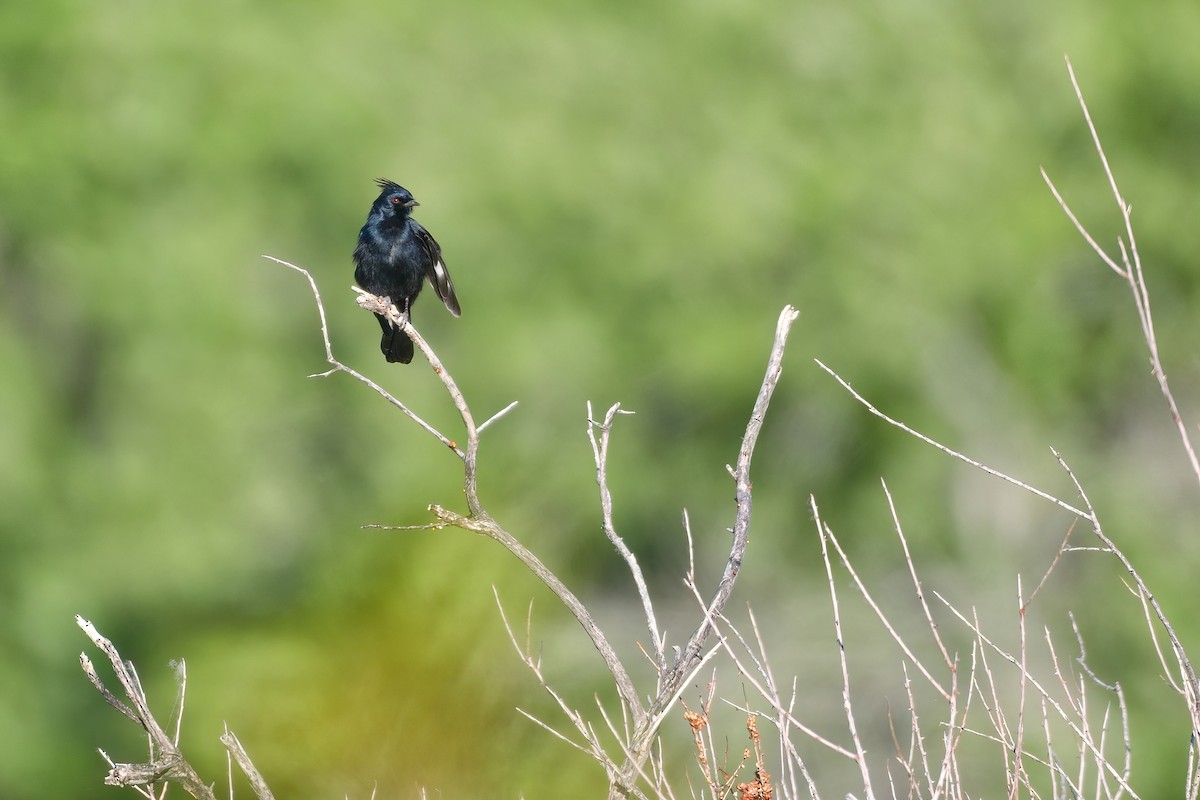 Phainopepla - ML587475771