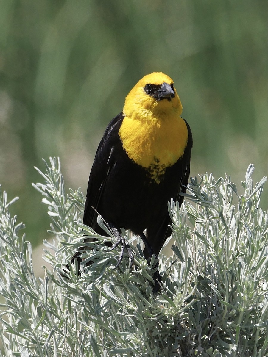 Yellow-headed Blackbird - ML587476421
