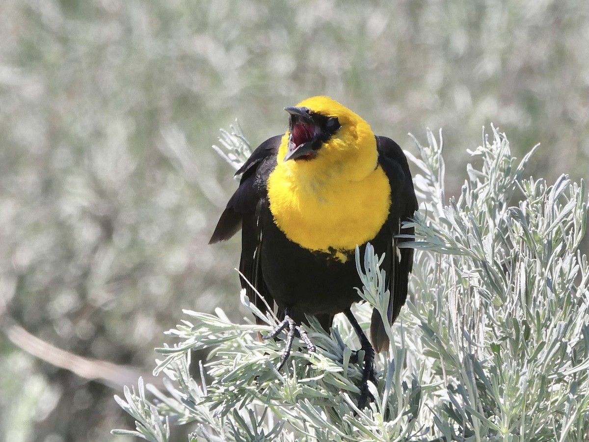 Yellow-headed Blackbird - ML587476431