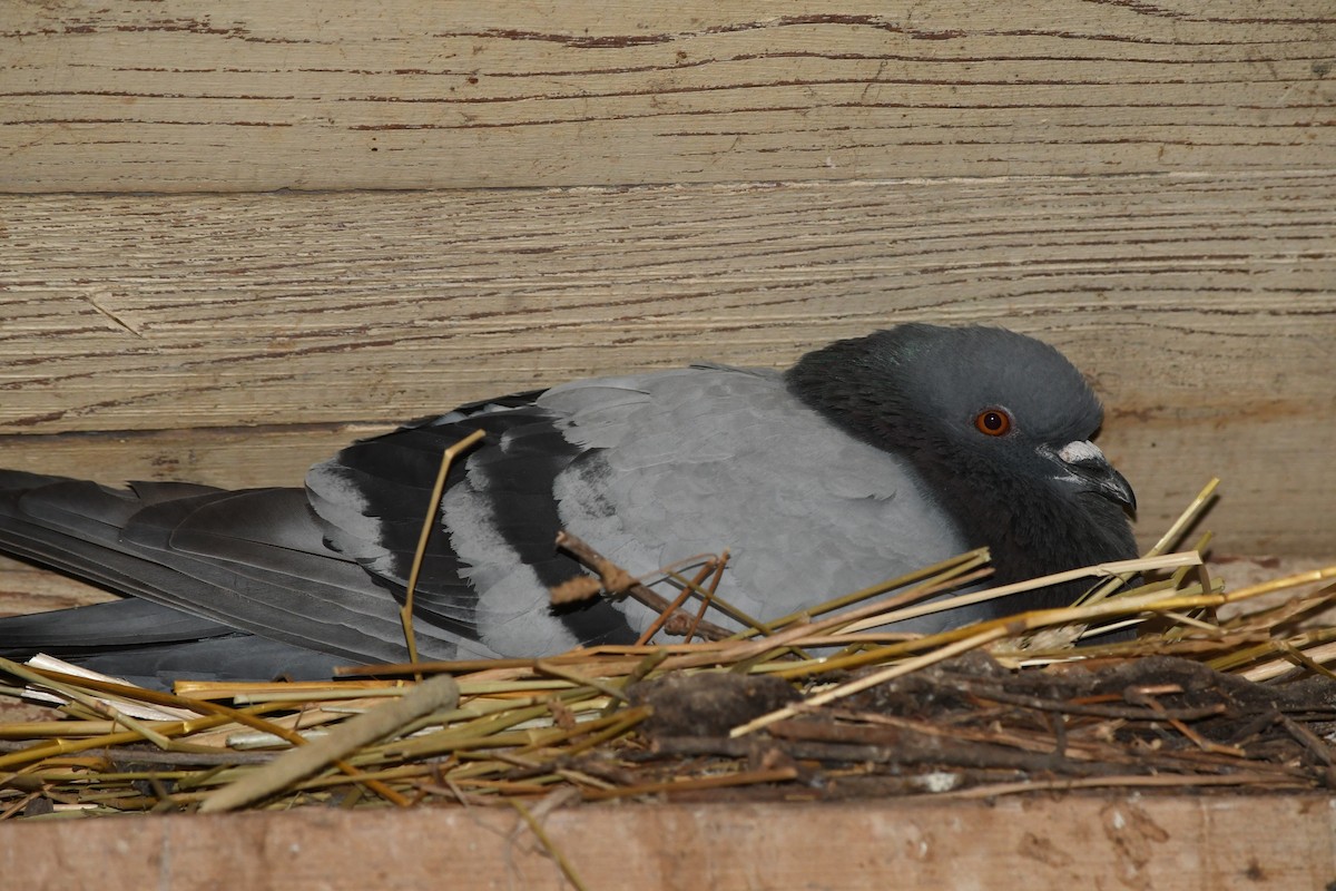 Pigeon biset (forme domestique) - ML587476691