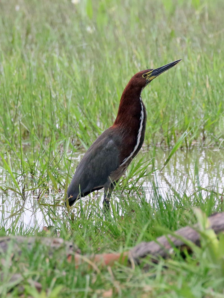 Rufescent Tiger-Heron - Charlotte Byers