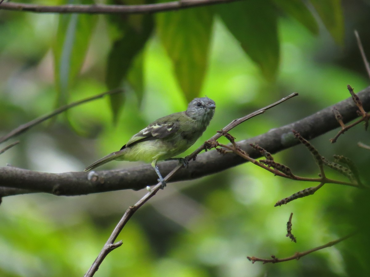 Yellow-crowned Tyrannulet - ML587478871