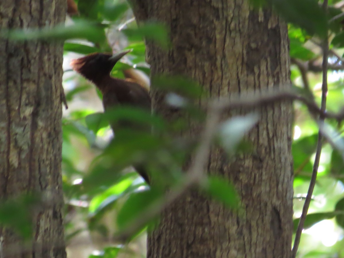 Chestnut Woodpecker - ML587479001