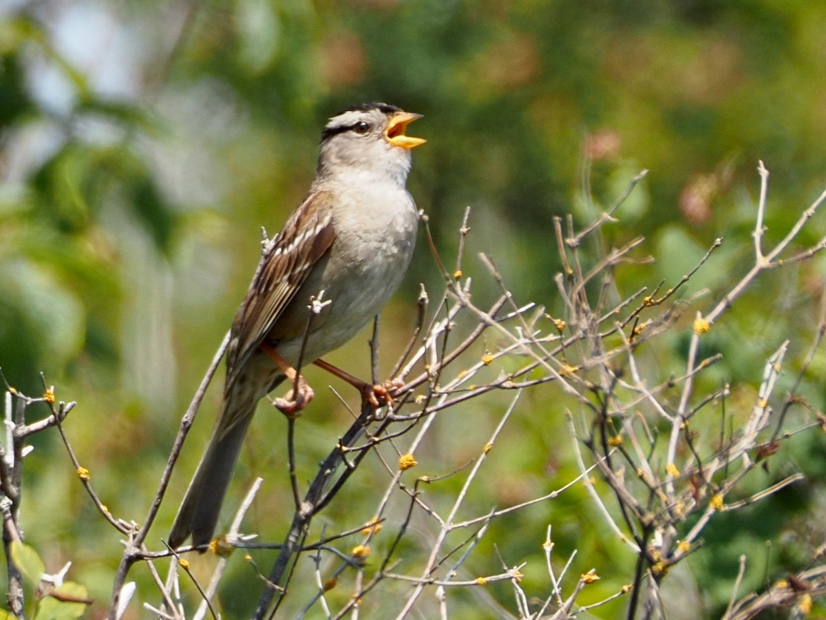 White-crowned Sparrow - ML587480941