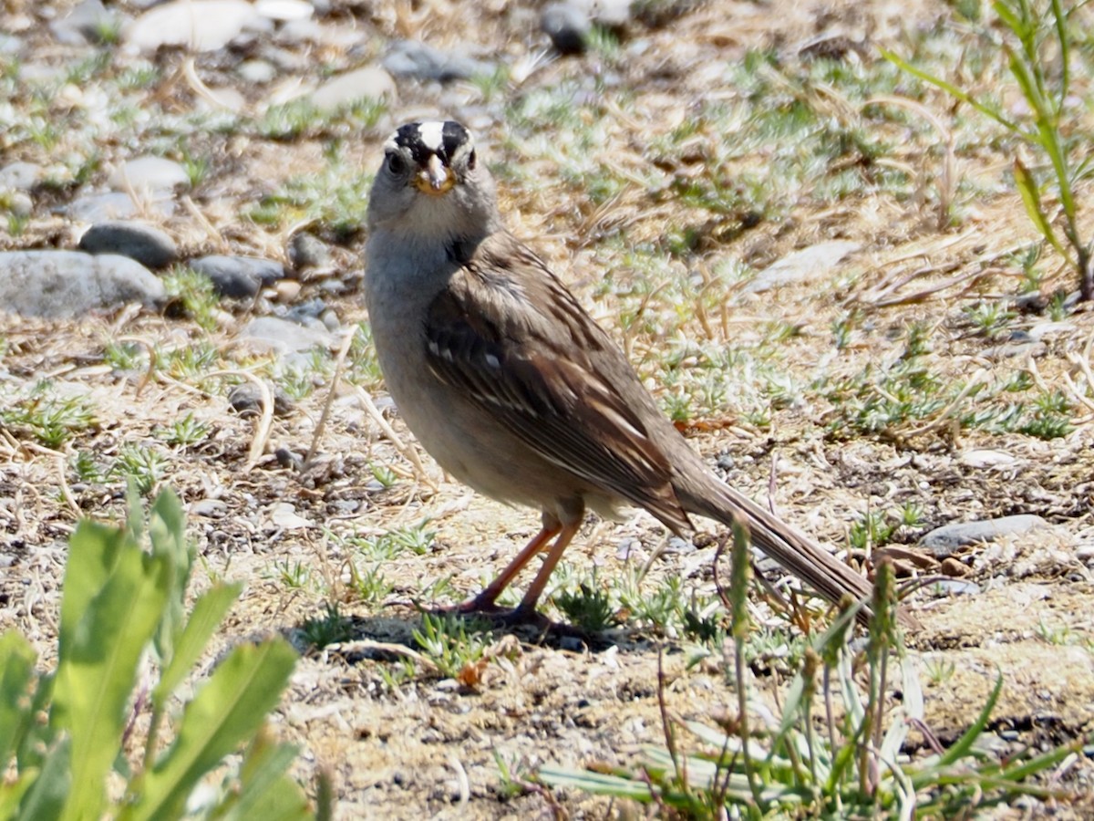 White-crowned Sparrow - ML587480951
