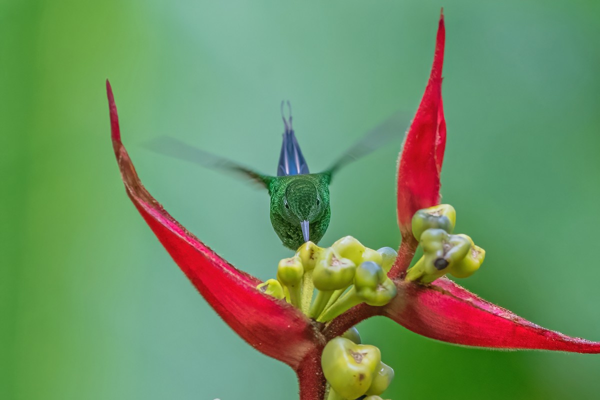 kolibřík trnoocasý - ML587484791