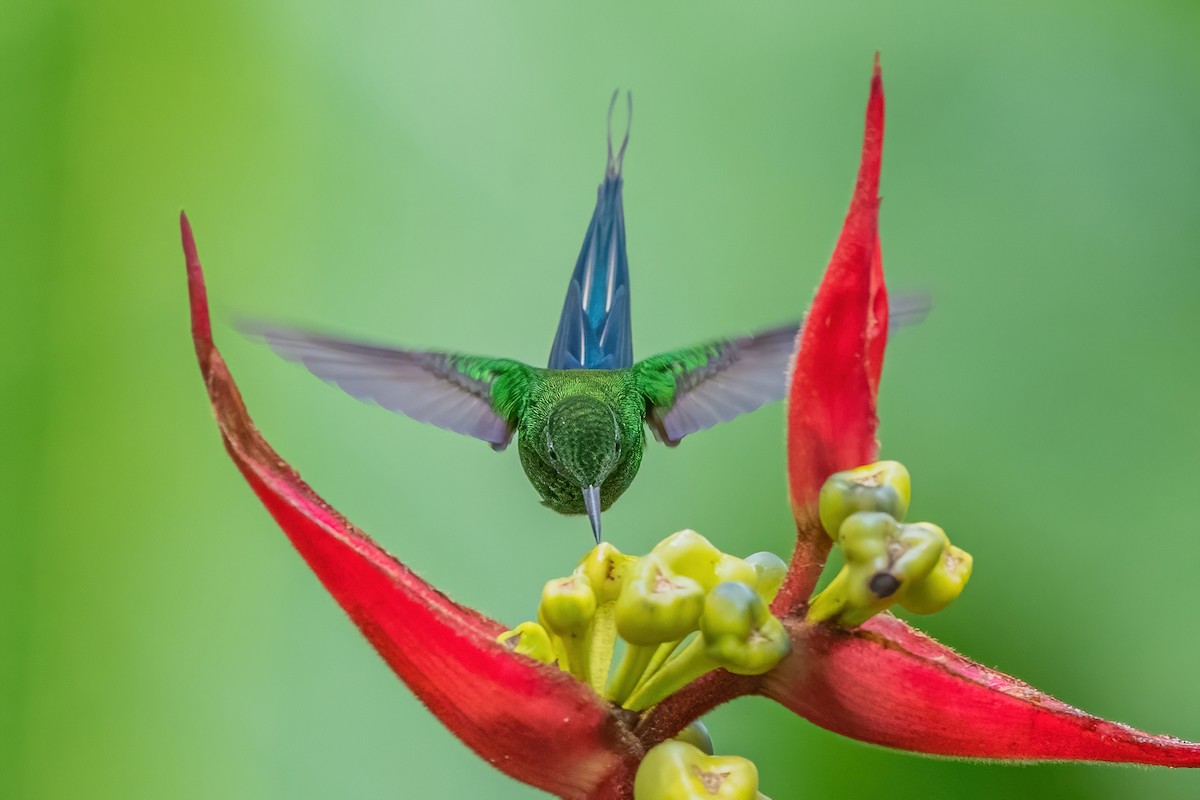 kolibřík trnoocasý - ML587484831