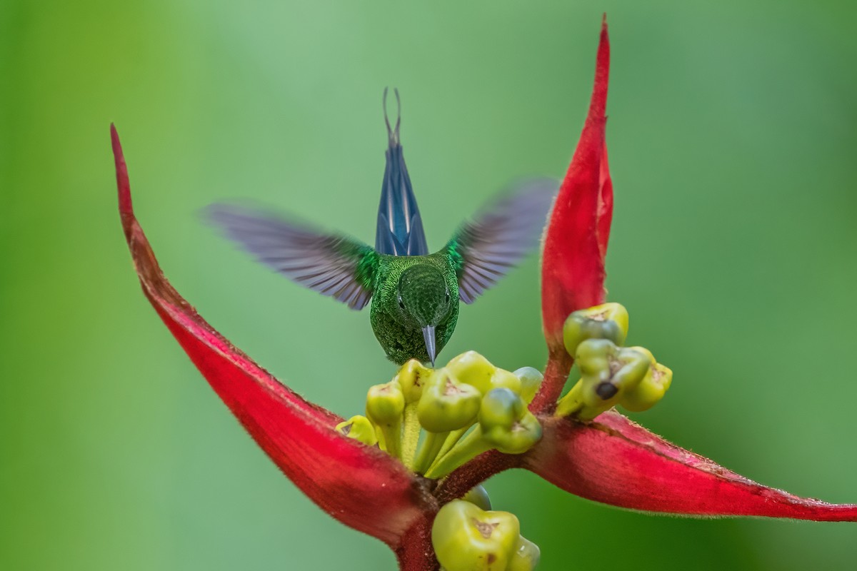 kolibřík trnoocasý - ML587484841