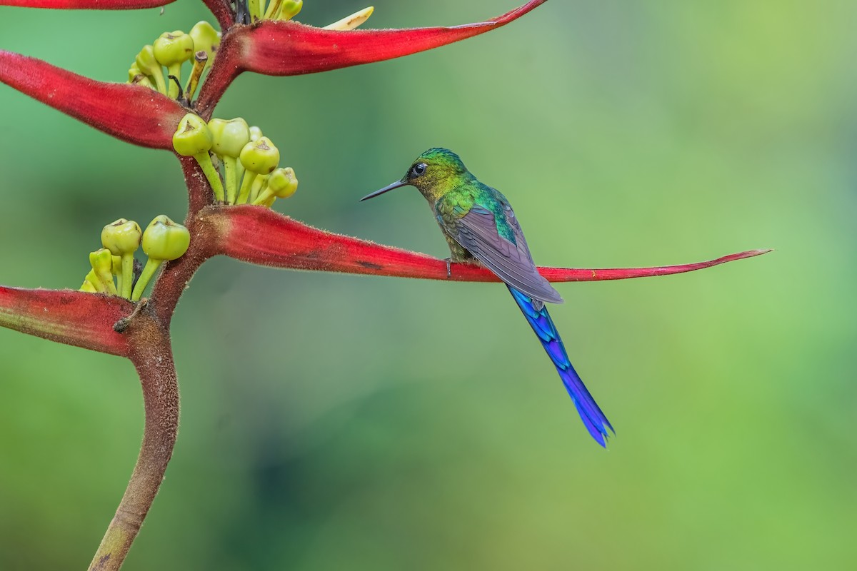 Violet-tailed Sylph - ML587485051