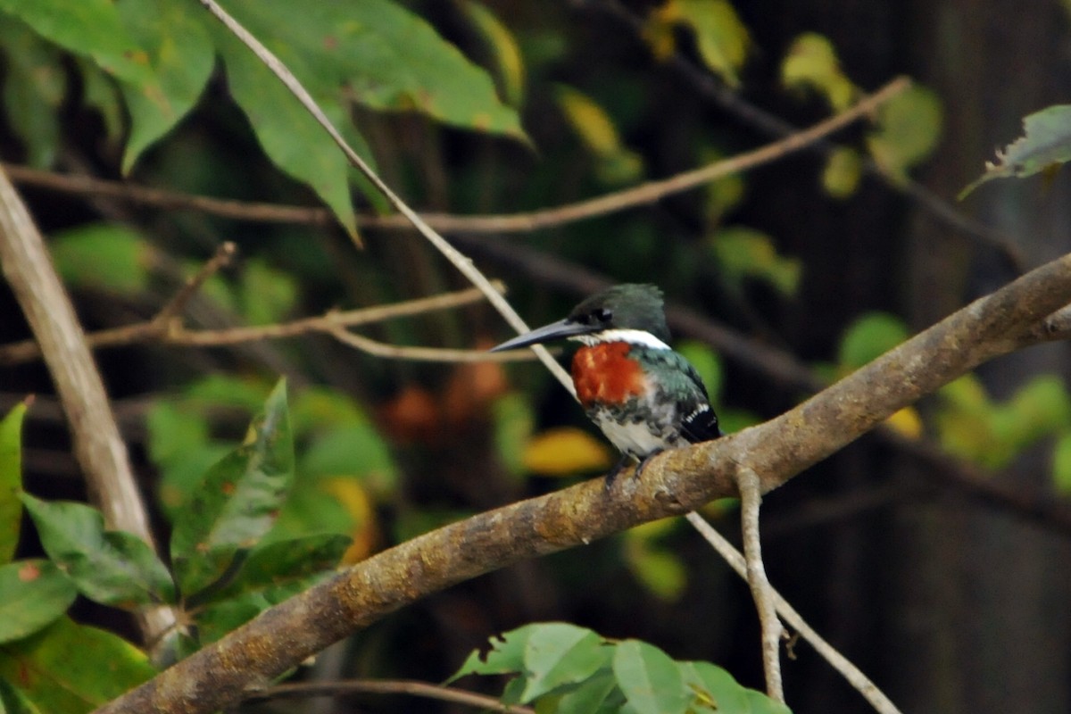 Amazon Kingfisher - Tomaz Melo