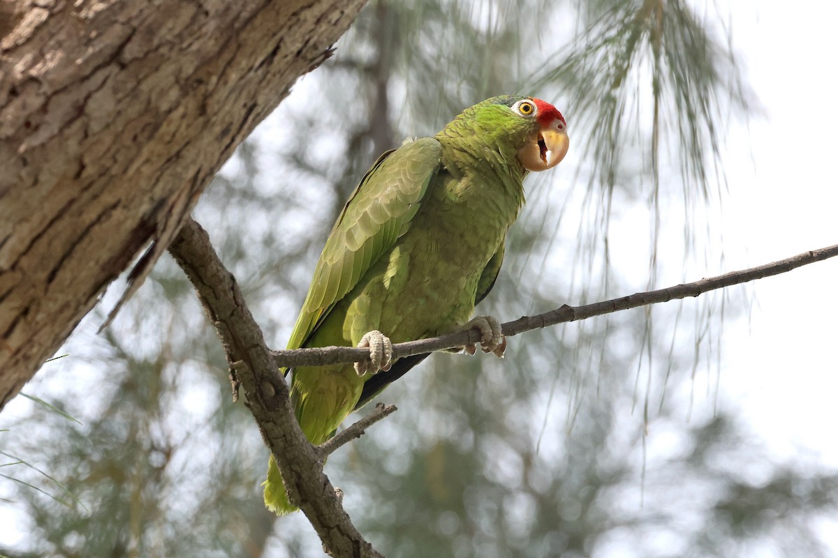 Red-crowned Parrot - ML587485101