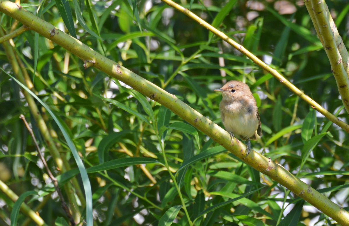 Common Reed Warbler - ML587486811