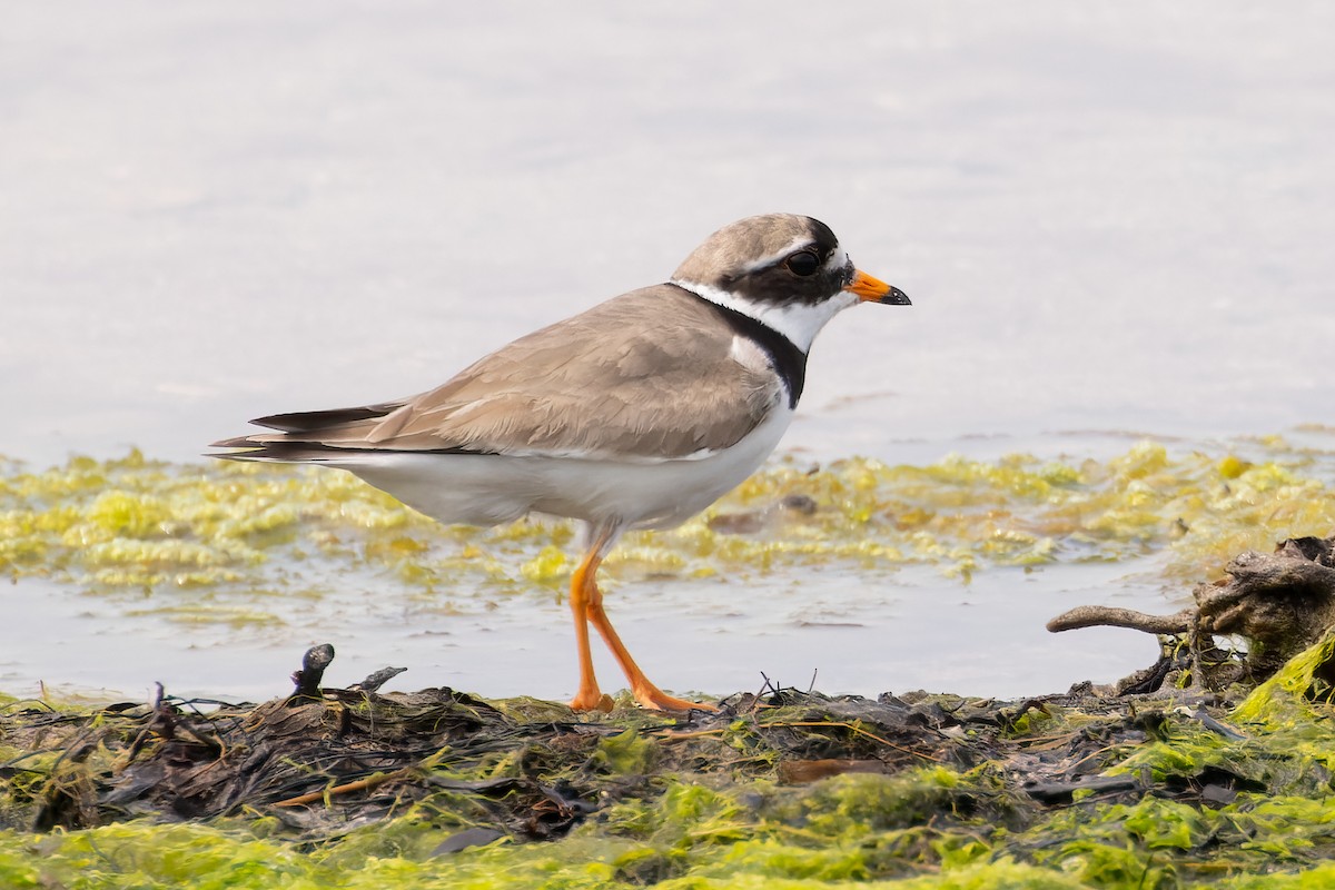 Common Ringed Plover - ML587487581